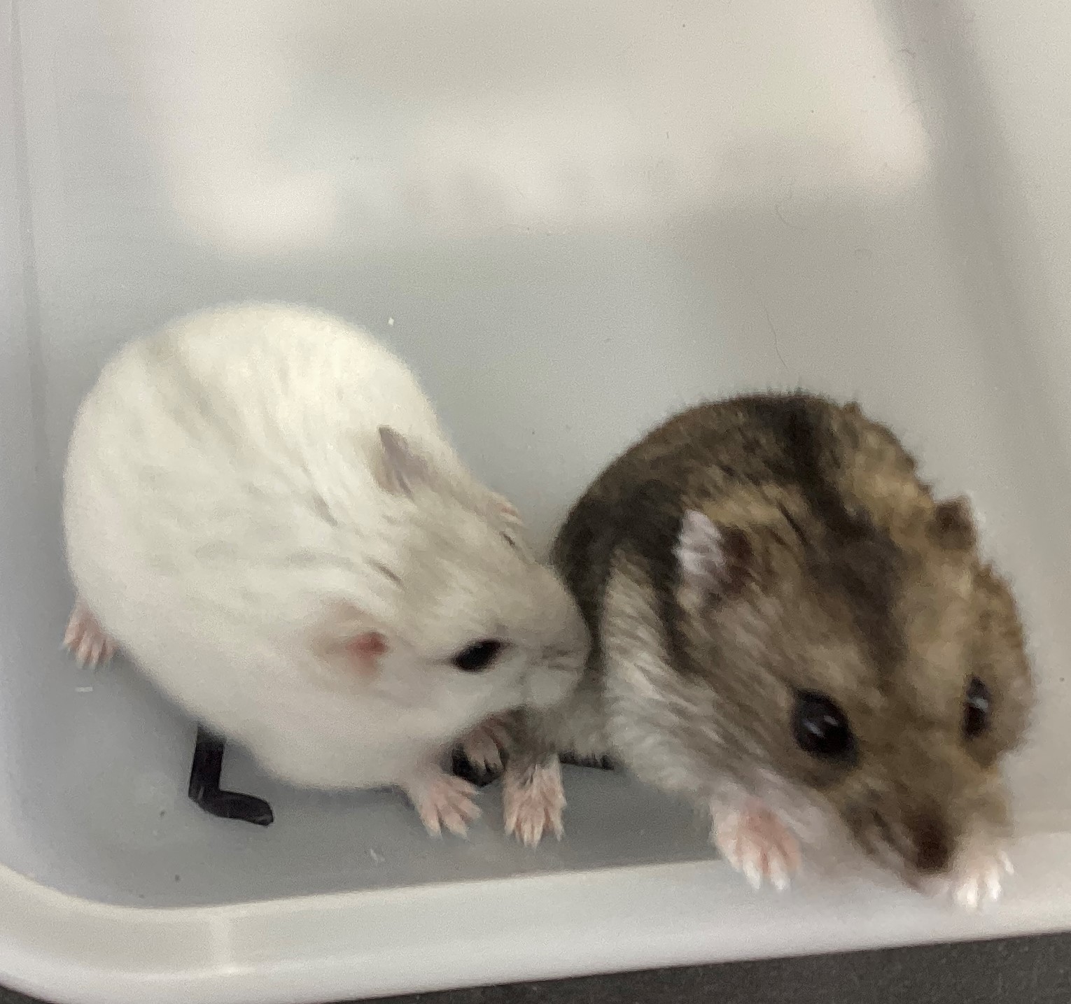 生物同好会